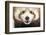 Close-Up of Young Red Panda or Shining Cat, Ailurus Fulgens, 7 Months Old-Life on White-Framed Photographic Print