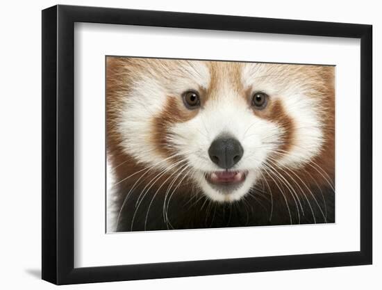 Close-Up of Young Red Panda or Shining Cat, Ailurus Fulgens, 7 Months Old-Life on White-Framed Photographic Print