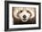 Close-Up of Young Red Panda or Shining Cat, Ailurus Fulgens, 7 Months Old-Life on White-Framed Photographic Print