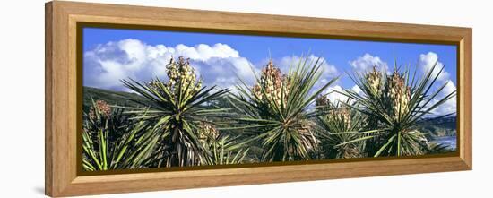 Close-Up of Yucca Plants in Bloom, Torrey Pines State Natural Reserve, San Diego-null-Framed Premier Image Canvas