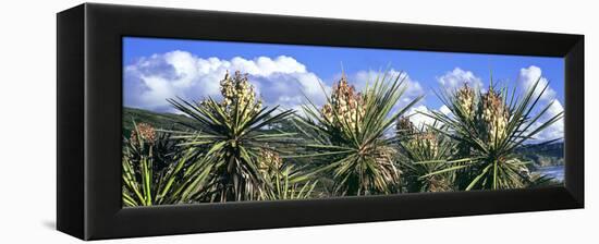 Close-Up of Yucca Plants in Bloom, Torrey Pines State Natural Reserve, San Diego-null-Framed Premier Image Canvas