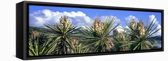 Close-Up of Yucca Plants in Bloom, Torrey Pines State Natural Reserve, San Diego-null-Framed Premier Image Canvas