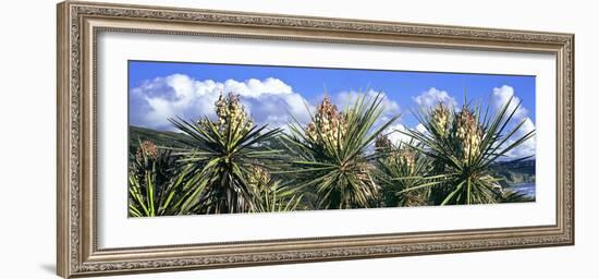 Close-Up of Yucca Plants in Bloom, Torrey Pines State Natural Reserve, San Diego-null-Framed Photographic Print