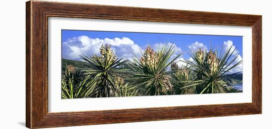 Close-Up of Yucca Plants in Bloom, Torrey Pines State Natural Reserve, San Diego-null-Framed Photographic Print