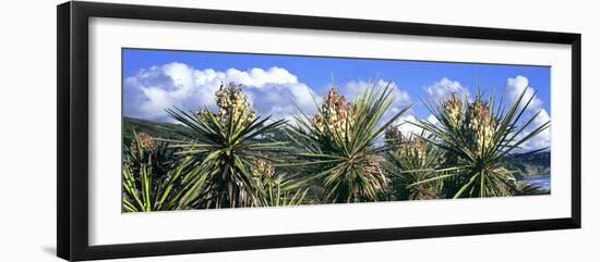 Close-Up of Yucca Plants in Bloom, Torrey Pines State Natural Reserve, San Diego-null-Framed Photographic Print