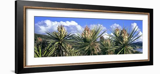 Close-Up of Yucca Plants in Bloom, Torrey Pines State Natural Reserve, San Diego-null-Framed Photographic Print