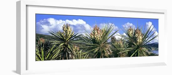 Close-Up of Yucca Plants in Bloom, Torrey Pines State Natural Reserve, San Diego-null-Framed Photographic Print