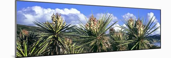 Close-Up of Yucca Plants in Bloom, Torrey Pines State Natural Reserve, San Diego-null-Mounted Photographic Print