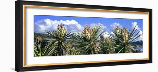 Close-Up of Yucca Plants in Bloom, Torrey Pines State Natural Reserve, San Diego-null-Framed Photographic Print