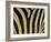 Close-Up of Zebra Skin, South Africa, Africa-Steve & Ann Toon-Framed Premium Photographic Print