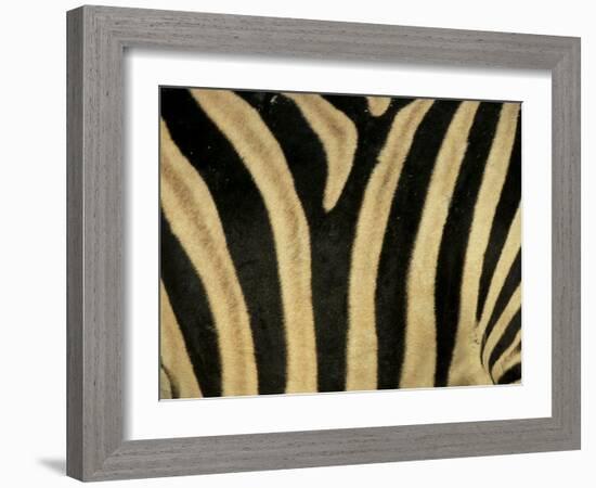 Close-Up of Zebra Skin, South Africa, Africa-Steve & Ann Toon-Framed Premium Photographic Print