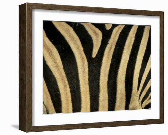 Close-Up of Zebra Skin, South Africa, Africa-Steve & Ann Toon-Framed Premium Photographic Print