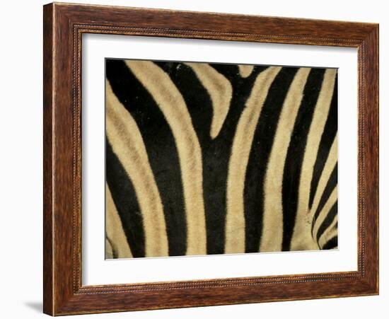 Close-Up of Zebra Skin, South Africa, Africa-Steve & Ann Toon-Framed Premium Photographic Print