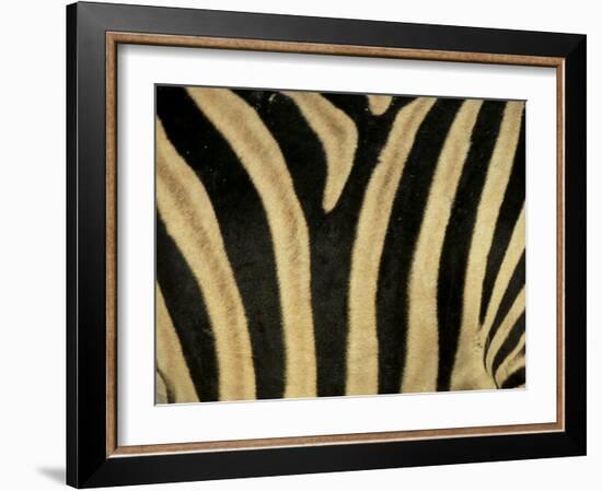 Close-Up of Zebra Skin, South Africa, Africa-Steve & Ann Toon-Framed Premium Photographic Print