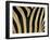 Close-Up of Zebra Skin, South Africa, Africa-Steve & Ann Toon-Framed Premium Photographic Print