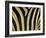 Close-Up of Zebra Skin, South Africa, Africa-Steve & Ann Toon-Framed Premium Photographic Print