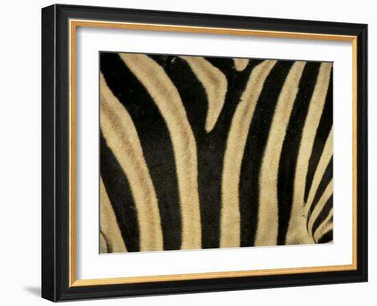 Close-Up of Zebra Skin, South Africa, Africa-Steve & Ann Toon-Framed Premium Photographic Print