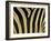 Close-Up of Zebra Skin, South Africa, Africa-Steve & Ann Toon-Framed Premium Photographic Print