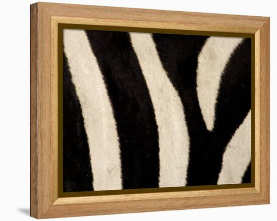 Close-up of Zebra Stripes, Masai Mara, Kenya-Arthur Morris-Framed Premier Image Canvas