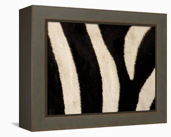 Close-up of Zebra Stripes, Masai Mara, Kenya-Arthur Morris-Framed Premier Image Canvas