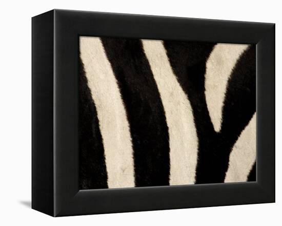 Close-up of Zebra Stripes, Masai Mara, Kenya-Arthur Morris-Framed Premier Image Canvas