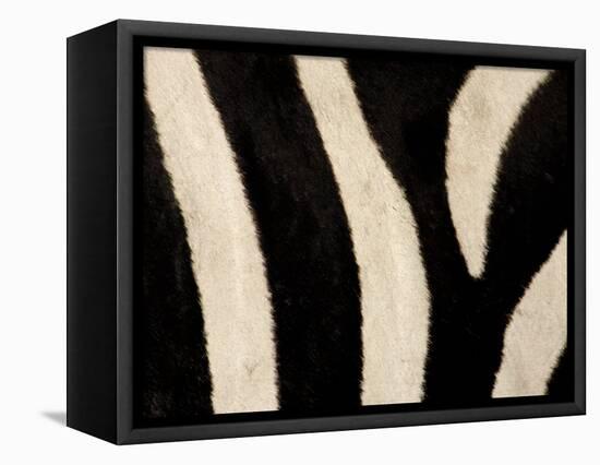 Close-up of Zebra Stripes, Masai Mara, Kenya-Arthur Morris-Framed Premier Image Canvas