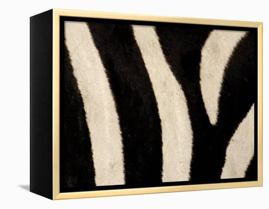 Close-up of Zebra Stripes, Masai Mara, Kenya-Arthur Morris-Framed Premier Image Canvas