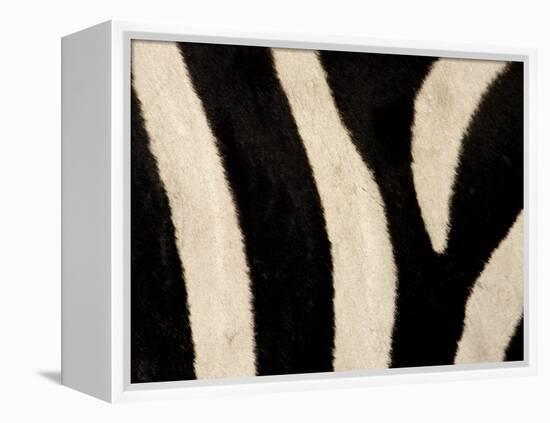 Close-up of Zebra Stripes, Masai Mara, Kenya-Arthur Morris-Framed Premier Image Canvas