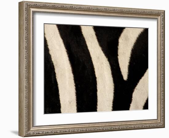 Close-up of Zebra Stripes, Masai Mara, Kenya-Arthur Morris-Framed Photographic Print