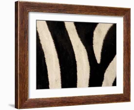 Close-up of Zebra Stripes, Masai Mara, Kenya-Arthur Morris-Framed Photographic Print