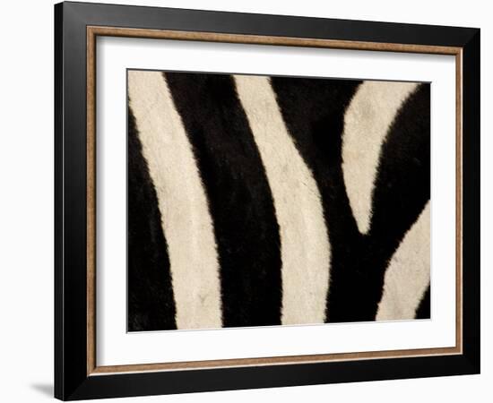 Close-up of Zebra Stripes, Masai Mara, Kenya-Arthur Morris-Framed Photographic Print