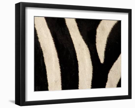 Close-up of Zebra Stripes, Masai Mara, Kenya-Arthur Morris-Framed Photographic Print
