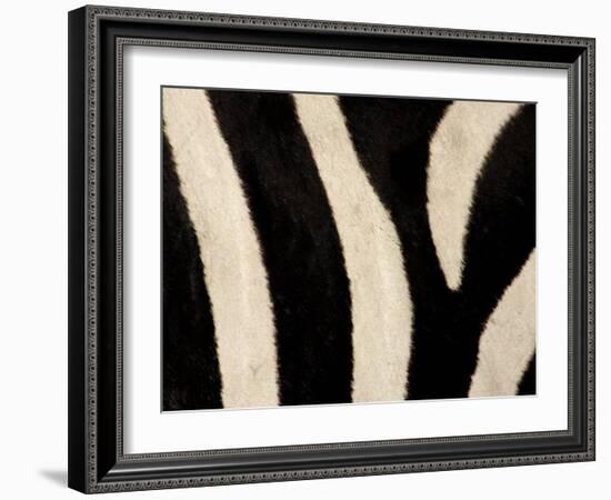 Close-up of Zebra Stripes, Masai Mara, Kenya-Arthur Morris-Framed Photographic Print