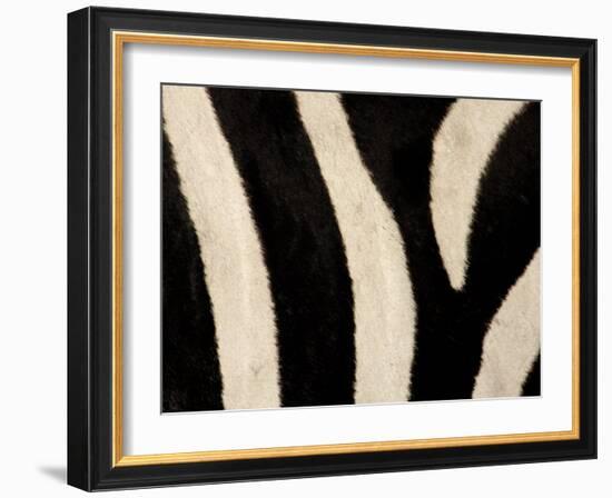 Close-up of Zebra Stripes, Masai Mara, Kenya-Arthur Morris-Framed Photographic Print