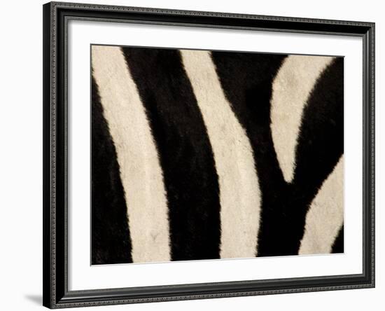 Close-up of Zebra Stripes, Masai Mara, Kenya-Arthur Morris-Framed Photographic Print