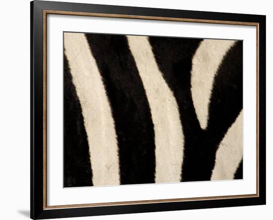 Close-up of Zebra Stripes, Masai Mara, Kenya-Arthur Morris-Framed Photographic Print