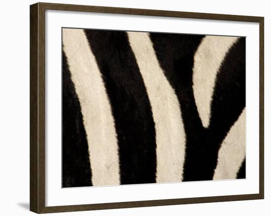 Close-up of Zebra Stripes, Masai Mara, Kenya-Arthur Morris-Framed Photographic Print