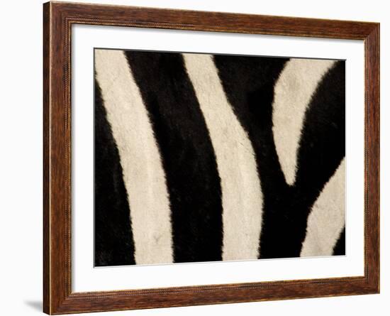 Close-up of Zebra Stripes, Masai Mara, Kenya-Arthur Morris-Framed Photographic Print