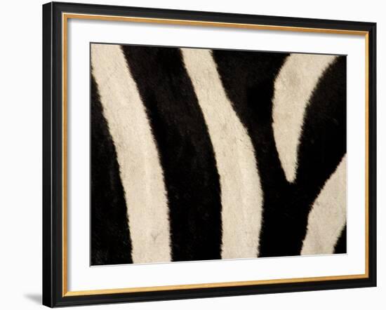 Close-up of Zebra Stripes, Masai Mara, Kenya-Arthur Morris-Framed Photographic Print