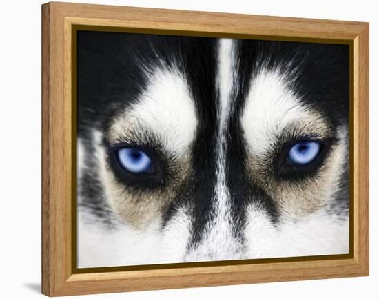 Close Up On Blue Eyes Of A Dog-melis-Framed Premier Image Canvas