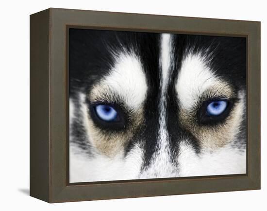 Close Up On Blue Eyes Of A Dog-melis-Framed Premier Image Canvas