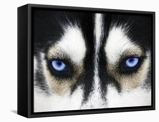 Close Up On Blue Eyes Of A Dog-melis-Framed Premier Image Canvas