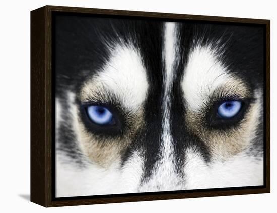 Close Up On Blue Eyes Of A Dog-melis-Framed Premier Image Canvas