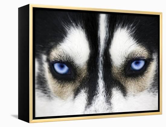 Close Up On Blue Eyes Of A Dog-melis-Framed Premier Image Canvas