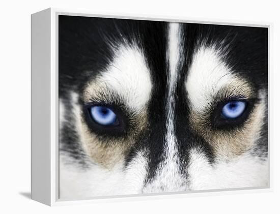 Close Up On Blue Eyes Of A Dog-melis-Framed Premier Image Canvas