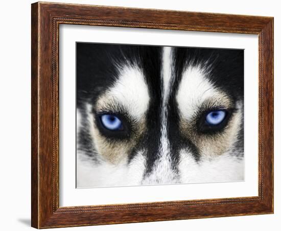 Close Up On Blue Eyes Of A Dog-melis-Framed Photographic Print