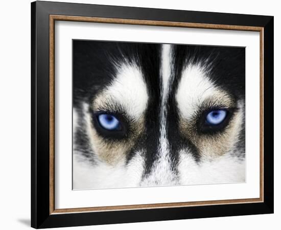 Close Up On Blue Eyes Of A Dog-melis-Framed Photographic Print