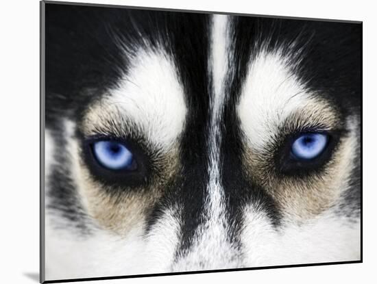 Close Up On Blue Eyes Of A Dog-melis-Mounted Photographic Print