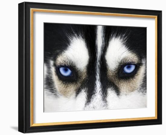 Close Up On Blue Eyes Of A Dog-melis-Framed Photographic Print