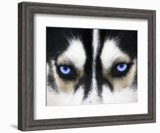 Close Up On Blue Eyes Of A Dog-melis-Framed Photographic Print